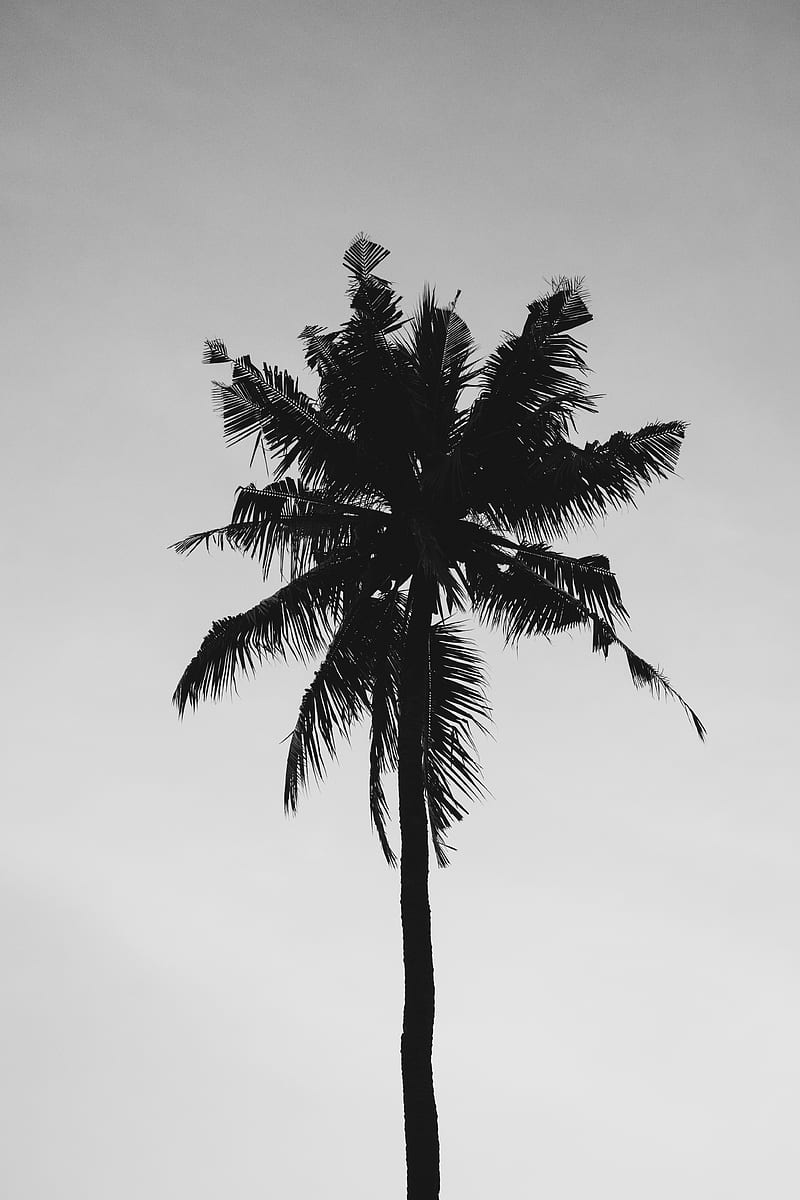 Coconut Tree Under Gray Sky, HD phone wallpaper