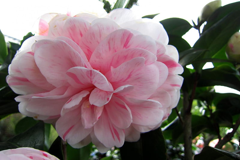Camellia japonica, pretty, flowers, ornamental, bonito, HD wallpaper