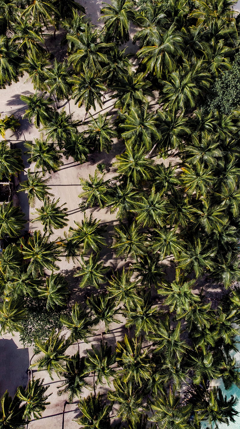 graphy, aerial view, nature, landscape, portrait display, palm trees, HD phone wallpaper