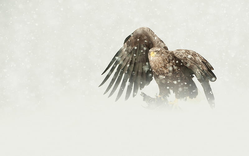 bird, Predator, The, Eagle, White tailed, Mining, Snow, Winter / and Mobile Background, HD wallpaper