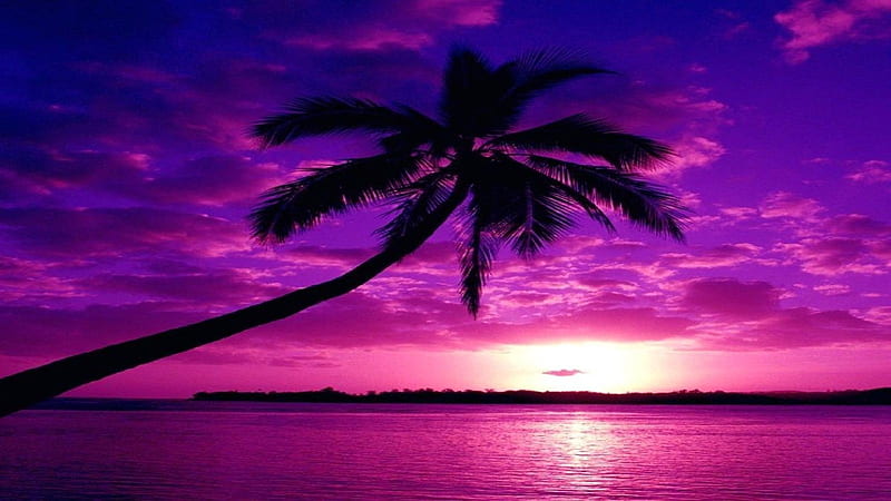 Purple Beach, beach, purple, nature, palm, sunset, trees, clouds, HD wallpaper