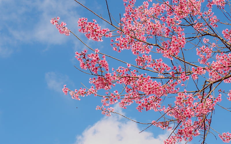 Primavera, sakura, nube, cielo, rosa, flor de cerezo, azul, Fondo de  pantalla HD | Peakpx