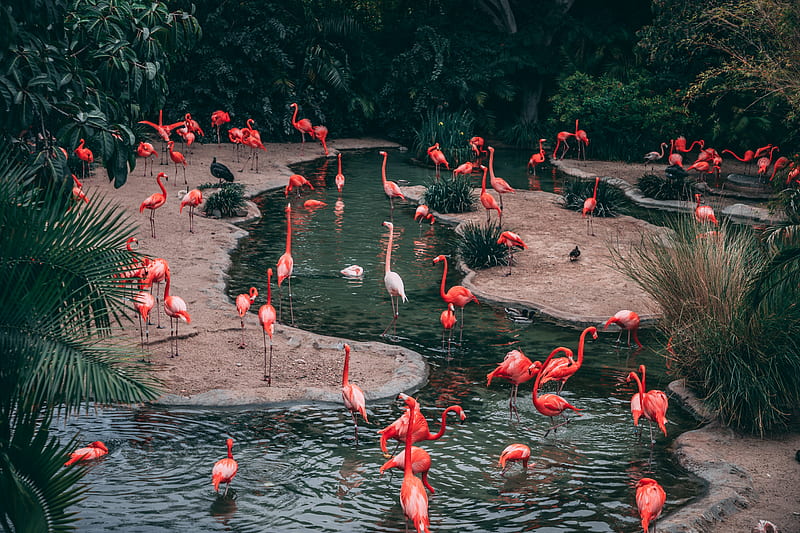 wildlife graphy flock of flamingo, HD wallpaper