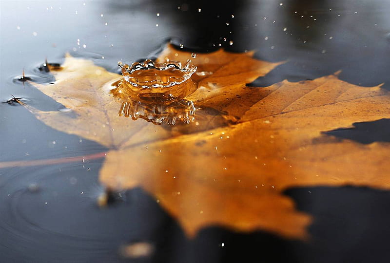 Leaf Drop, fall, water, drop, nature, leaf, HD wallpaper