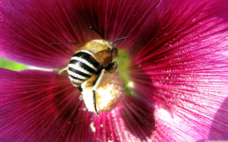 Bee, flower, insect, working, HD wallpaper