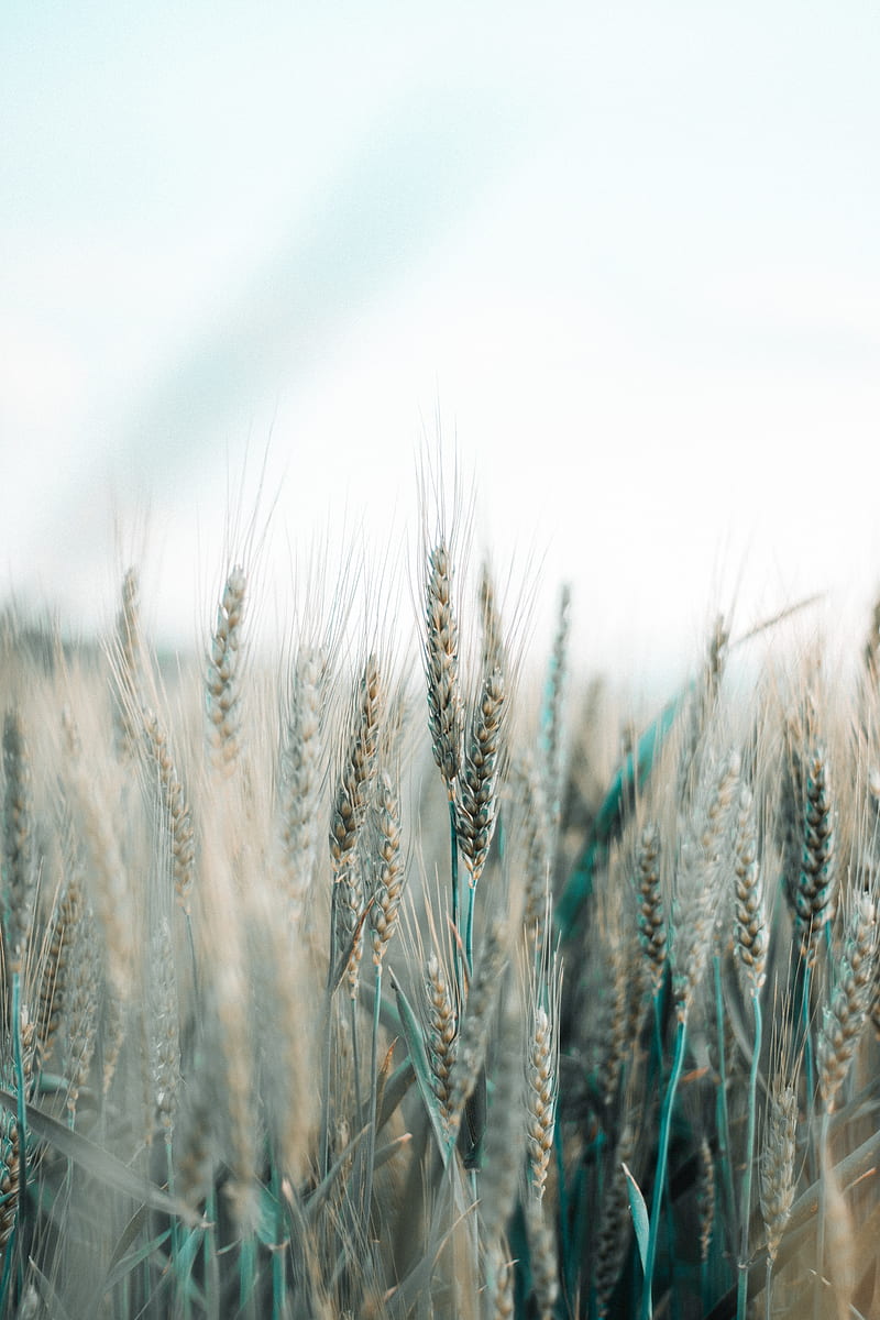spikelets, wheat, field, grains, cereals, HD phone wallpaper