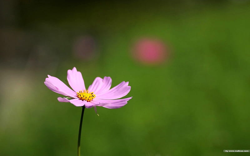 Autumn flowers-grass in the cosmos 03, HD wallpaper