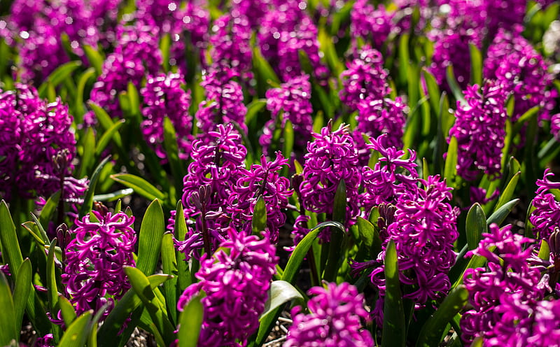 Violet Hyacinths Flowers, Spring Ultra, Nature, Flowers, Spring, Field, Netherlands, Holland, Europe, Hyacinths, Leica, dutch, summilux, HD wallpaper