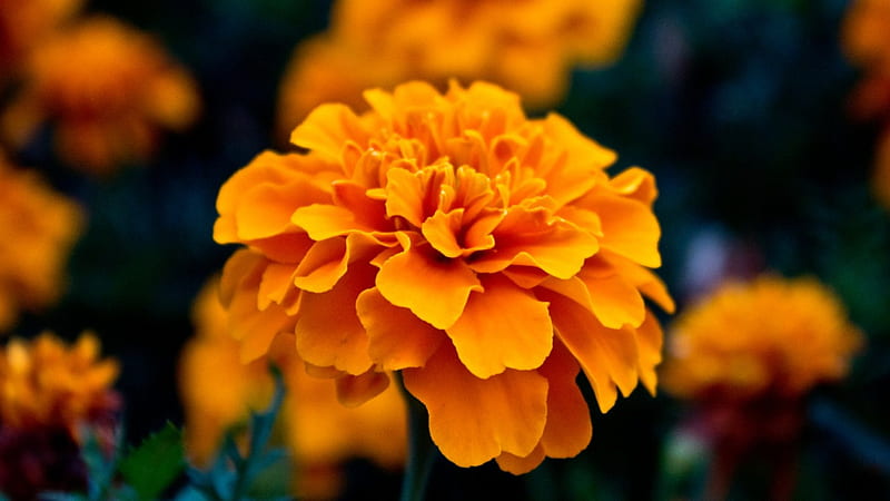 Orange Marigold, orange, large, flower, nature, petals, marigold, HD wallpaper