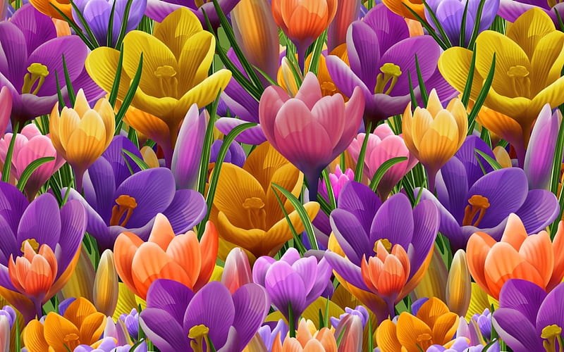 Crocuses, crocus, purple, orange, flower, yellow, spring, pink, field, HD wallpaper