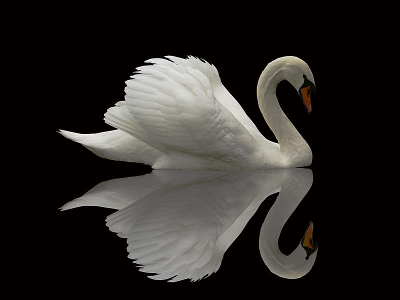 Reflected Swan, mirror, water, white, lake, HD wallpaper