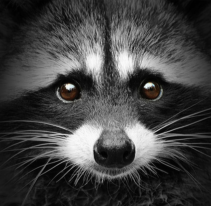 Raccoon, cute, enot, raton, bw, face, eyes, animal, HD wallpaper
