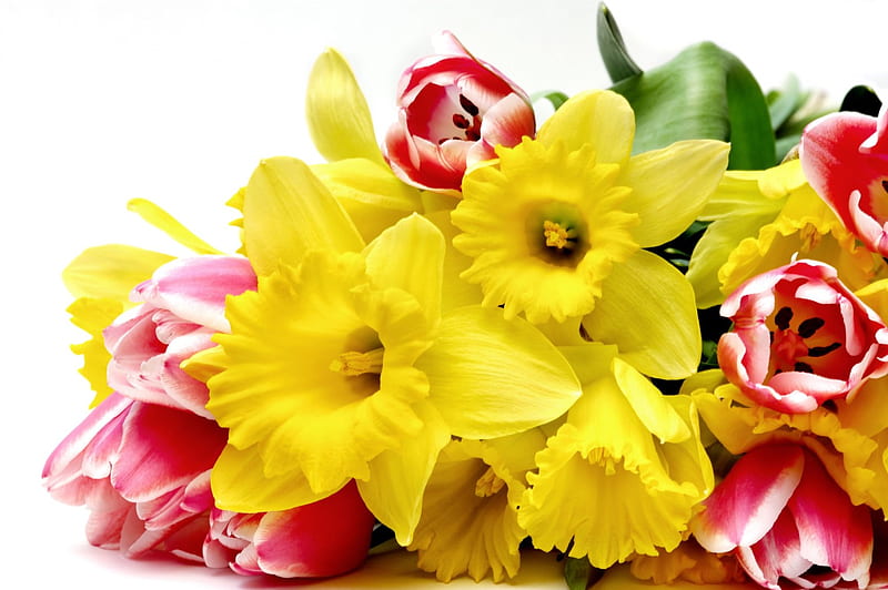 Daffodils and tulips, spring, easter, daffodils, tulip, HD wallpaper