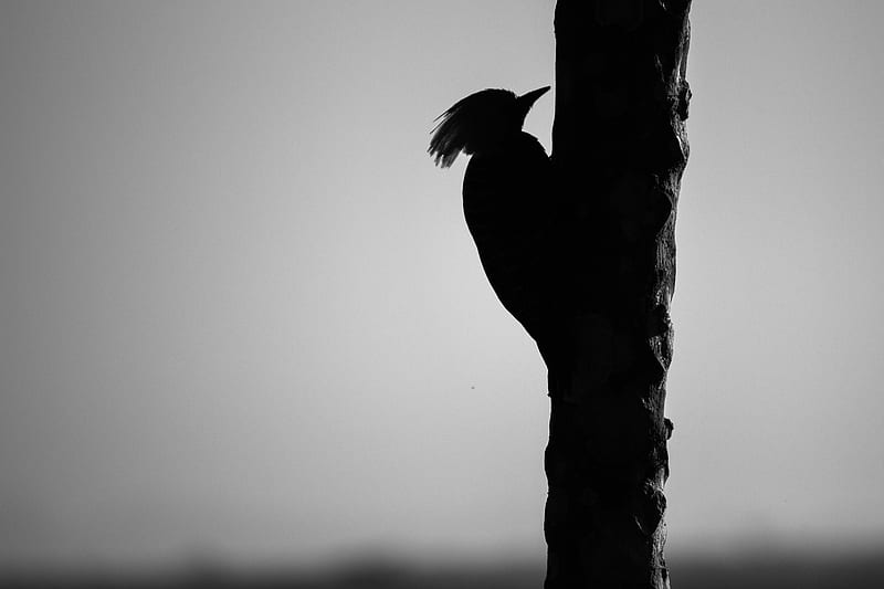 woodpecker, bird, bw, silhouette, HD wallpaper