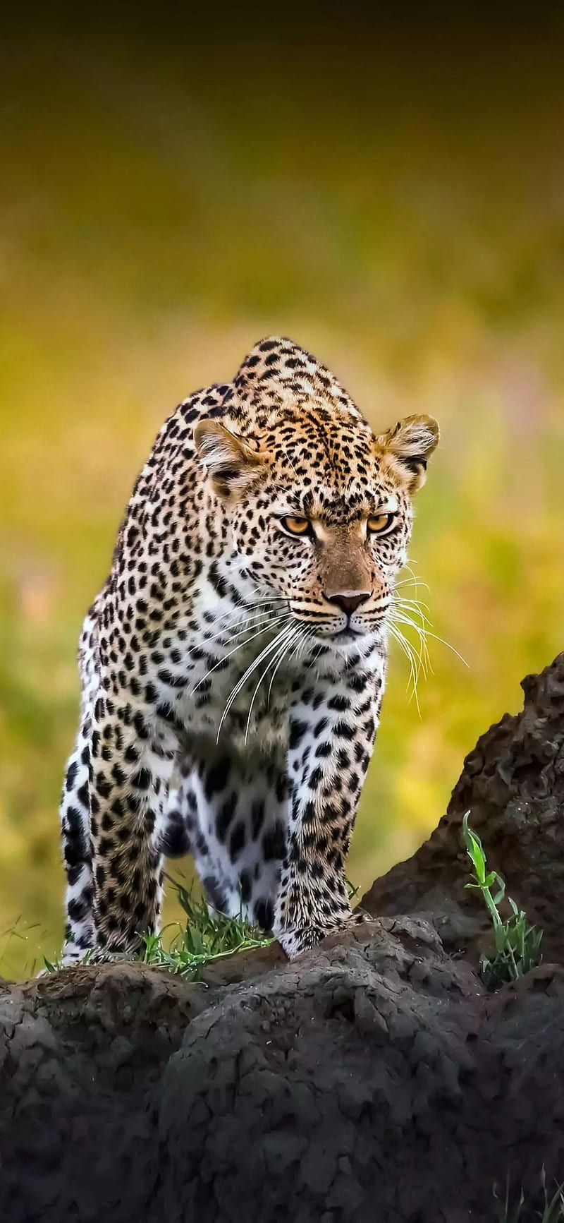 Forest animal, animals, jaguar, HD phone wallpaper