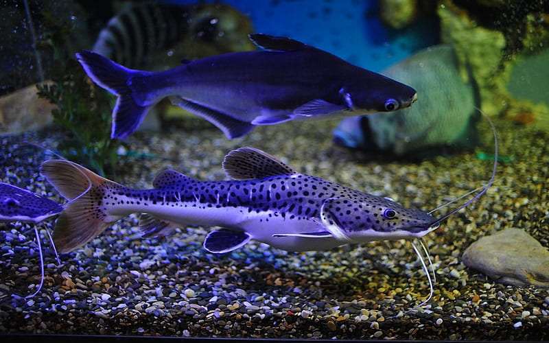 Purple Glow, lavendar, water, purple, fish, pebbles, aquarium, HD wallpaper