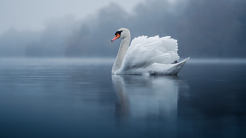 White Mute Swan Is Floating On River In Blur Background With Reflection On Water Swan, HD wallpaper