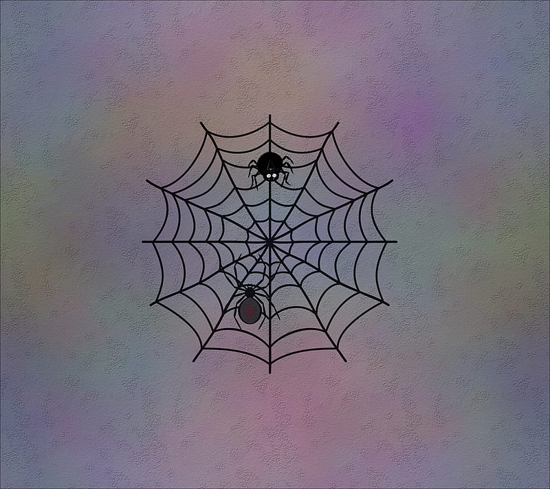 Spider Net, animal, HD wallpaper | Peakpx