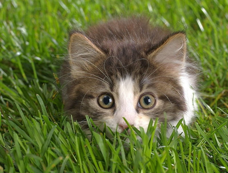 Ready to pounce, kittens, cats, HD wallpaper