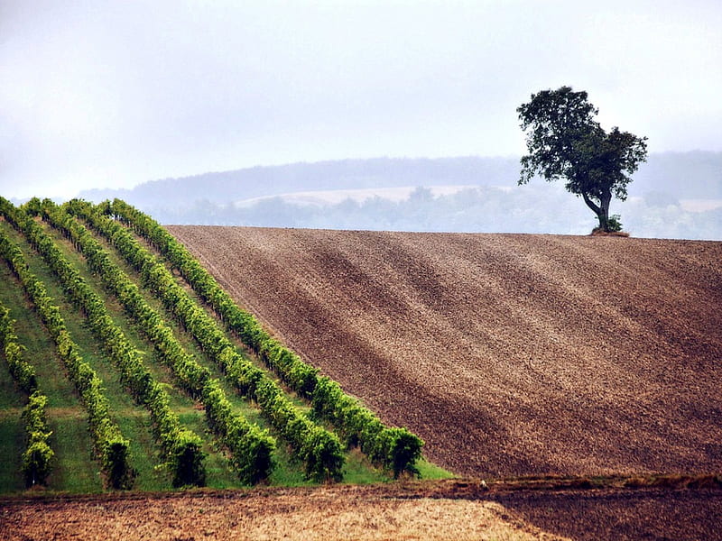 Lonely Tree, Grapevines, Hilly, Tree, Field, HD wallpaper