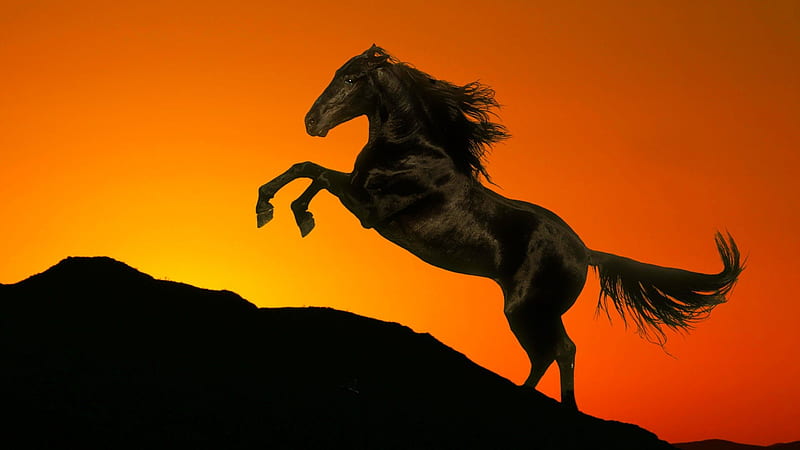 BLACK BEAUTY, stallion, black, horse, silloutte, HD wallpaper