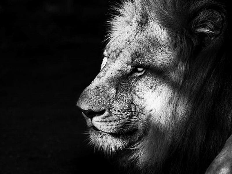 Lion, male, portrait, mane, head, HD wallpaper