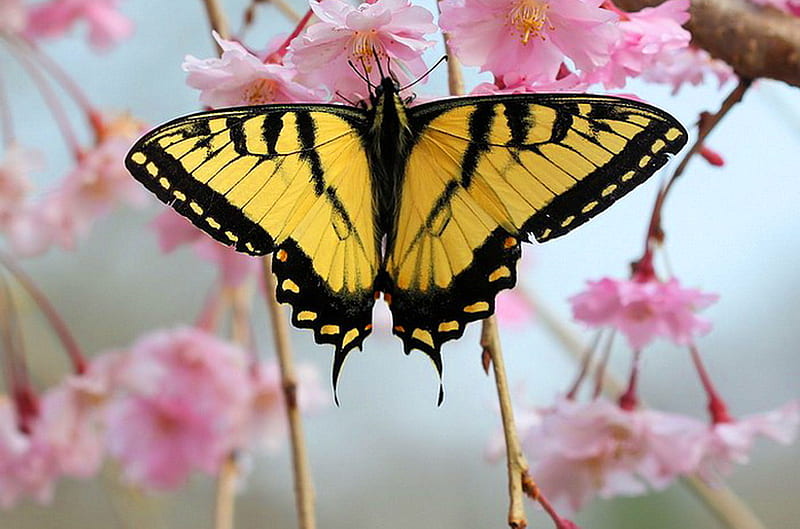 Fragile tiger, tiger swallowtail, butterfly, pink blossoms, beauty, yellow and black, HD wallpaper