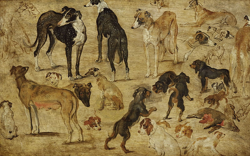 sketches of dogs, flemish painter, jan brueghel, 1616, HD wallpaper