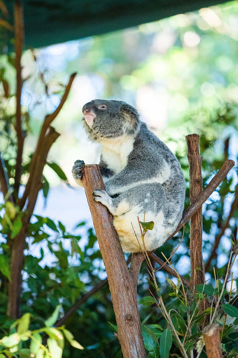 koala, animal, branches, tree, HD phone wallpaper