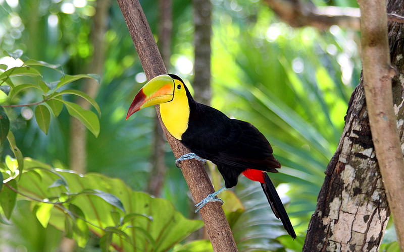Toucan Bird Forest, toucans, birds, forest, HD wallpaper