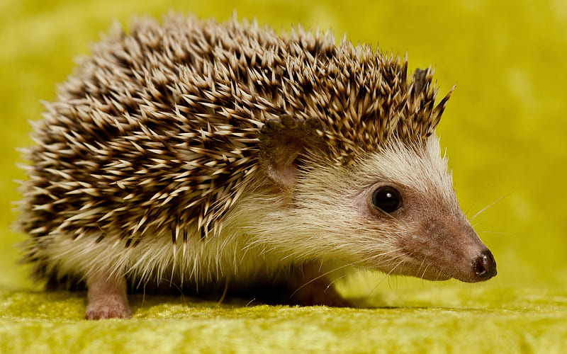 Cute Hedgehog, Cute Porcupine, HD wallpaper
