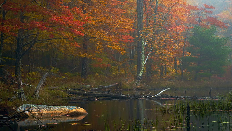 Foggy Fall Bog, Maine, leaves, fall, autumn, trees, colors, water, usa, stones, HD wallpaper