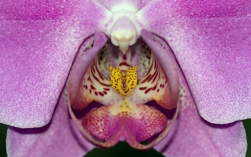 Center of Paradise, center, purple, paradise, orchid, flower, yellow, nature, white, HD wallpaper