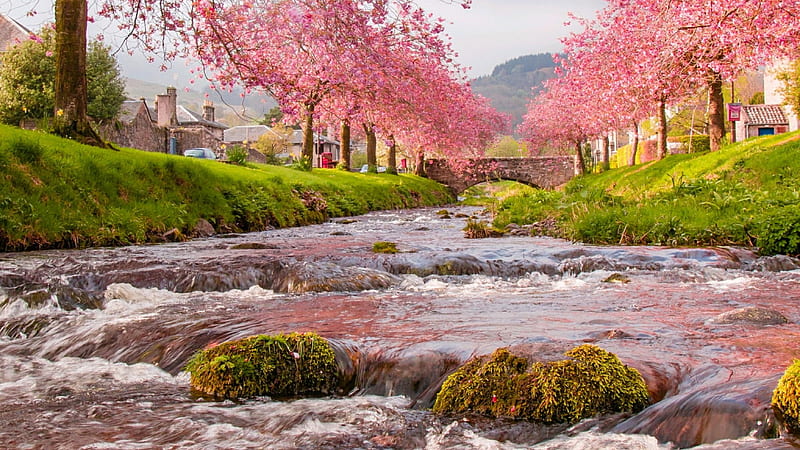 Stream River With Algae Covered Stones Between House With Blossom Trees Nature, HD wallpaper