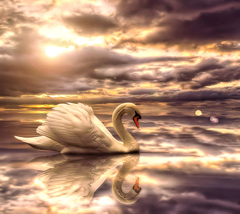 Beuatiful Swan, HD wallpaper