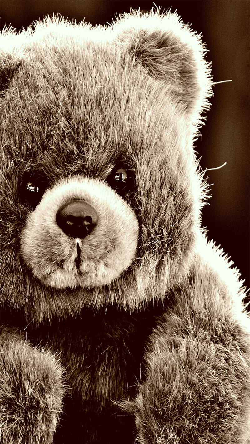 bear, animal, stuffed, teddy, HD phone wallpaper