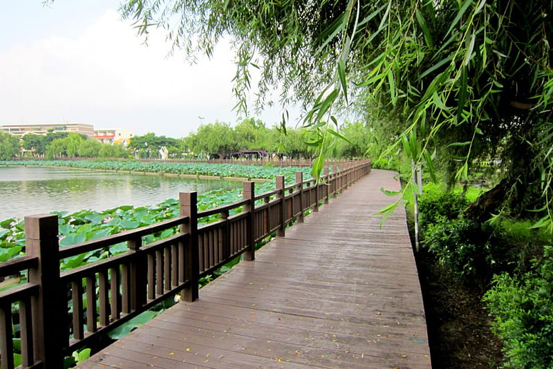 Lotus lake wooden plank road, wood railing, wooden plank road, lotus, lake, HD wallpaper