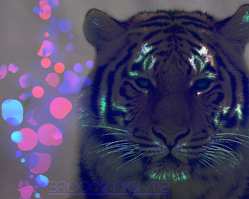 siberian tiger, animals, big cats, HD wallpaper