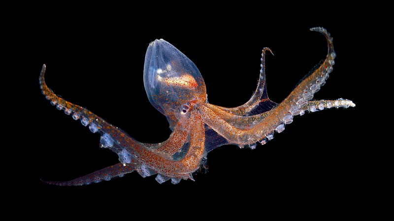 Glass Octopus, animal, glass, fish, octopus, HD wallpaper