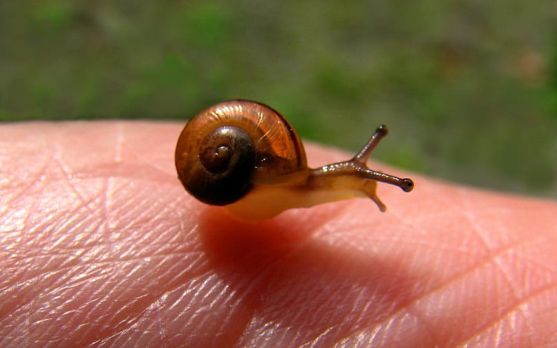 Very Small Snail, hand, snail, animal, macro, HD wallpaper