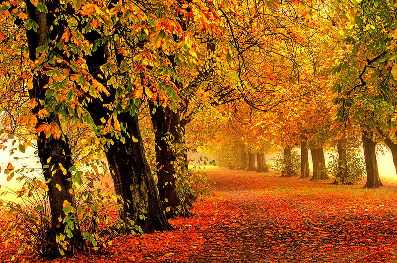 Beautiful Autumn, Fall, autumn, parks, orange, yellow, nature, forests ...