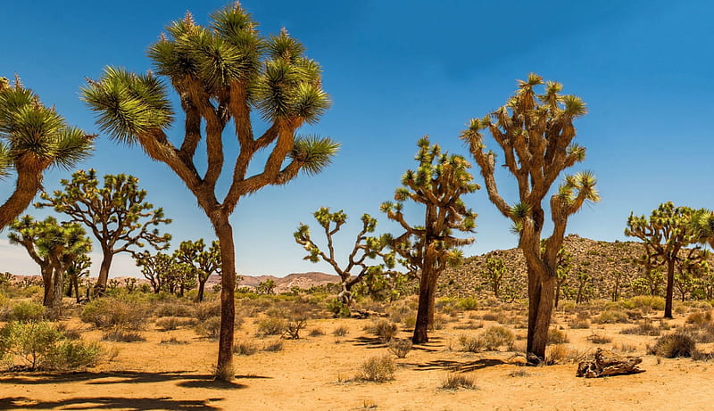 Joshua Trees in a Desert, joshua, nature, desert, trees, HD wallpaper