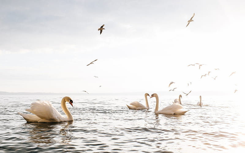 Sea, swans, gulls, white birds, beautiful birds, sunset, HD wallpaper