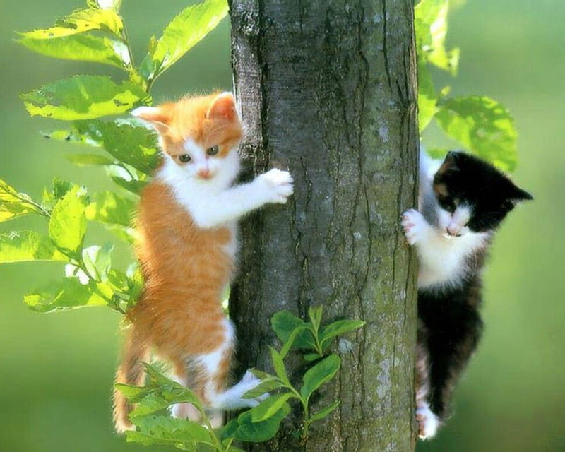 Climbing the tree, forest, sunny day, felines, orange, kittens, black, tree, hilarious, two, sweethearts, garden, funny, climbing, white, cats, animals, HD wallpaper