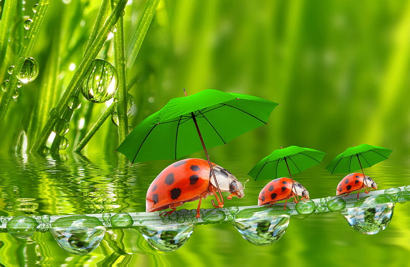 :), umbrellas, water, splendor, green, drops, lady bug, HD wallpaper