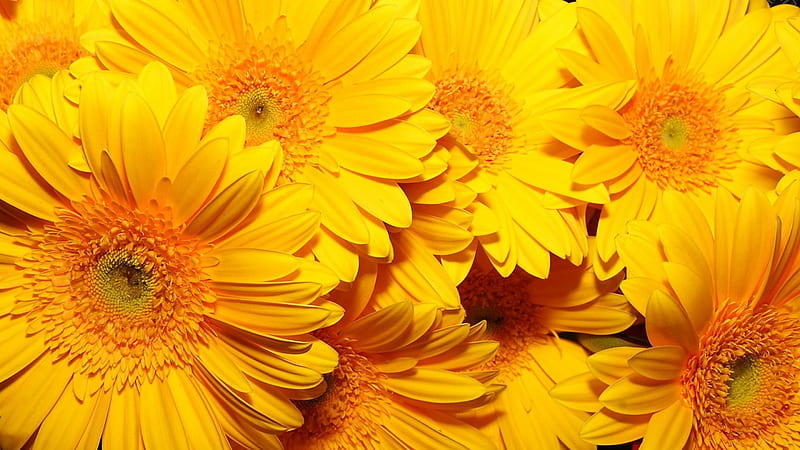 Yellow Gerberas, Pretty, Flowers, Petals, Lovely, HD wallpaper