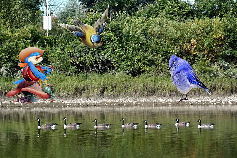 Bird Day at the park 2013-Brampton Ontario Canada, 2013, Ontario, nikon, bird, Brampton, Canada, Canada Geese, park, HD wallpaper