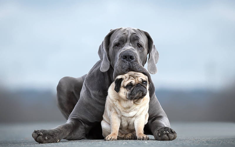 Cane Corso, dogs, Pug, friendship concepts, funny animals, pets, HD wallpaper