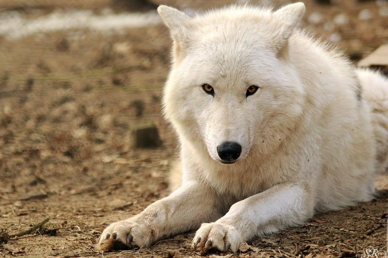 Wolf, nice, white, wolves, HD wallpaper | Peakpx