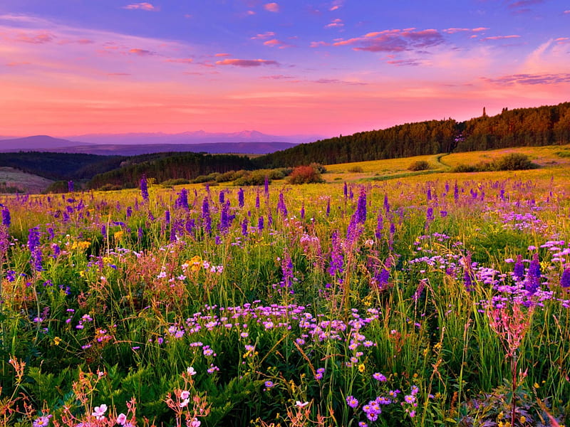 Sunset over White River Plateau, California, USA, flowers, colors, clouds, sky, field, HD wallpaper